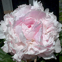 Paeonia lactiflora 'Lady Orchid'
